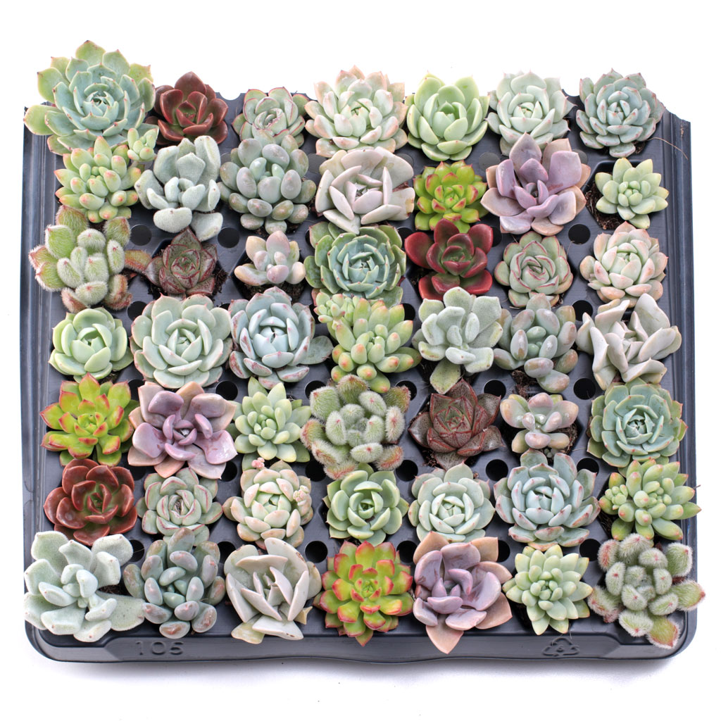 What varieties of echeverias are included in the assorted set?