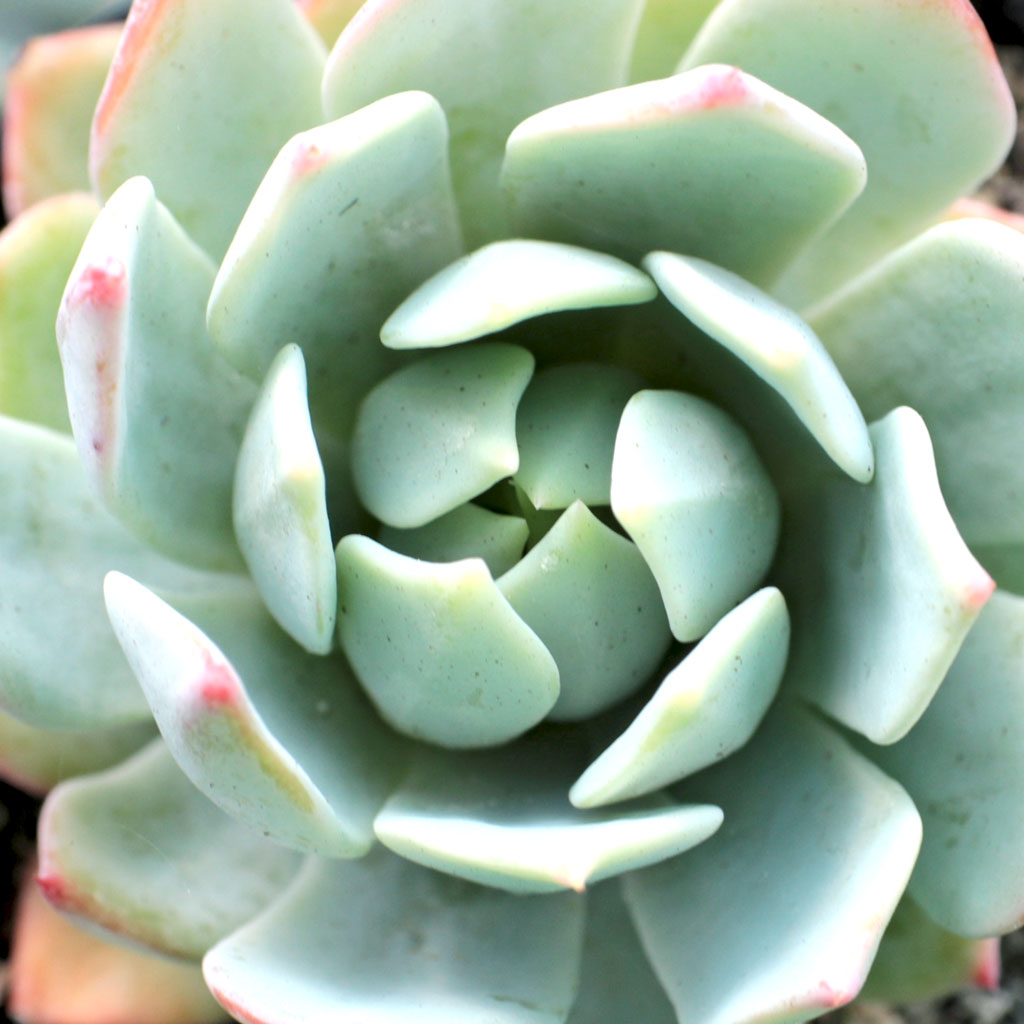 Echeveria peacockii - Peacock Echeveria Questions & Answers