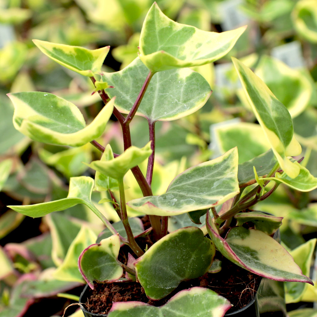 Will Senecio Macroglossus-Variegated Wax Ivy thrive in water?