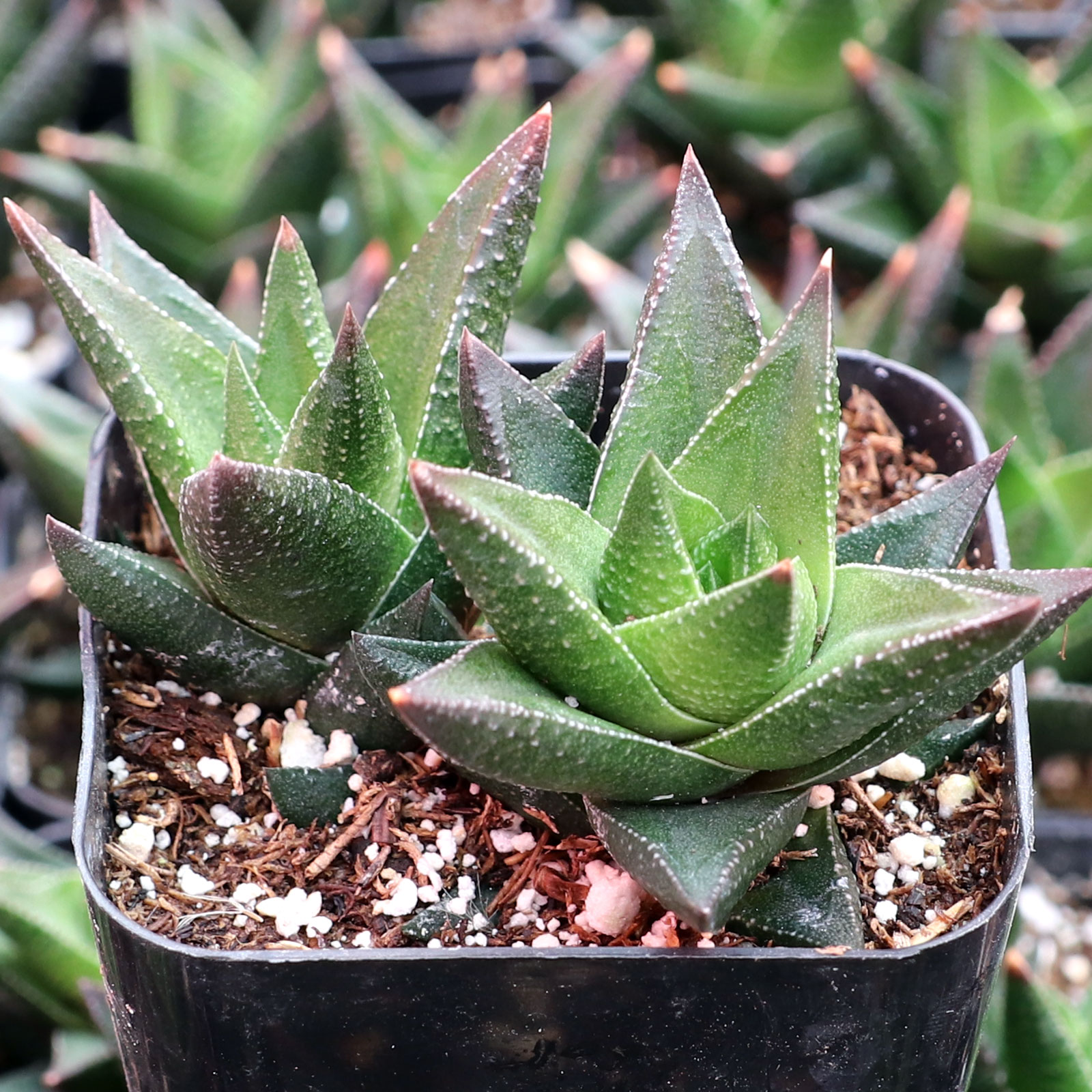 Haworthia resendeana Questions & Answers