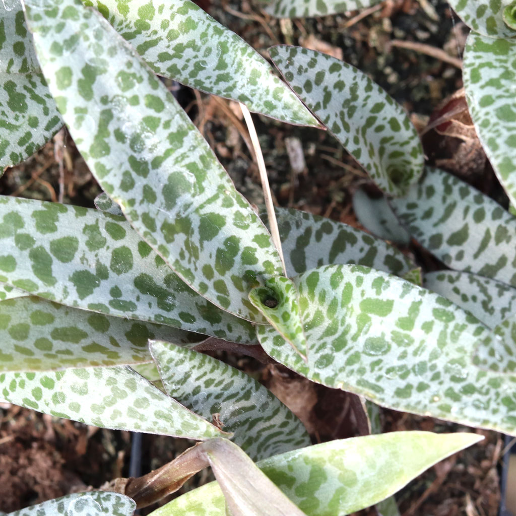 my silver squill has lots of pale leaves, does this mean it needs more sun?