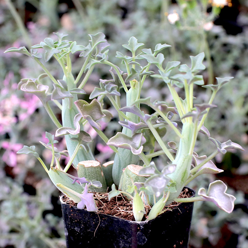 Senecio articulatus - Candle Plant Questions & Answers