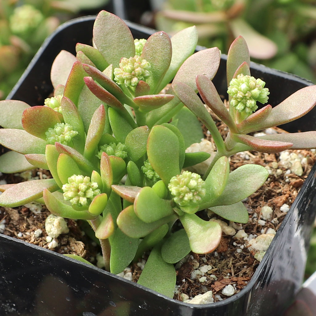 Does Crassula pubescens ssp. radicans have fine hairs on its leaves?