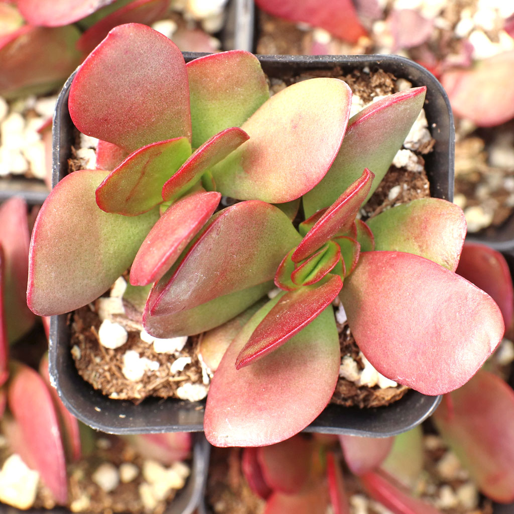 Do crassula need to be reported when it gets rootbound?
