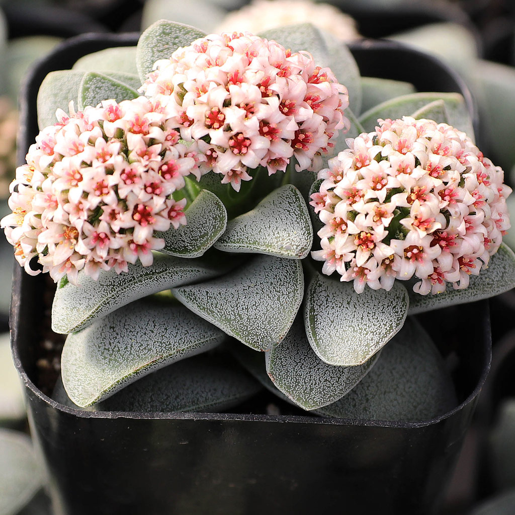 Crassula 'Silver Springtime' Questions & Answers