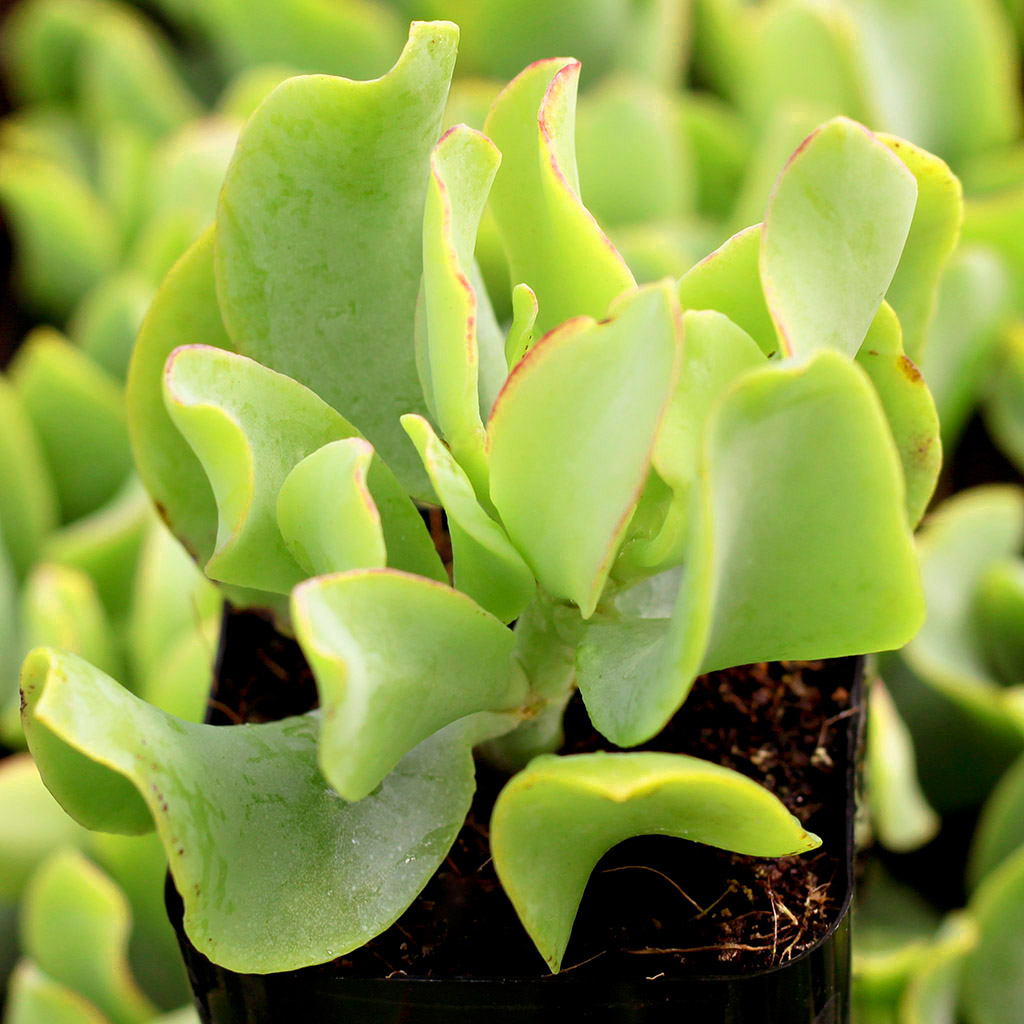 Does a crassula curly jade plant bloom?