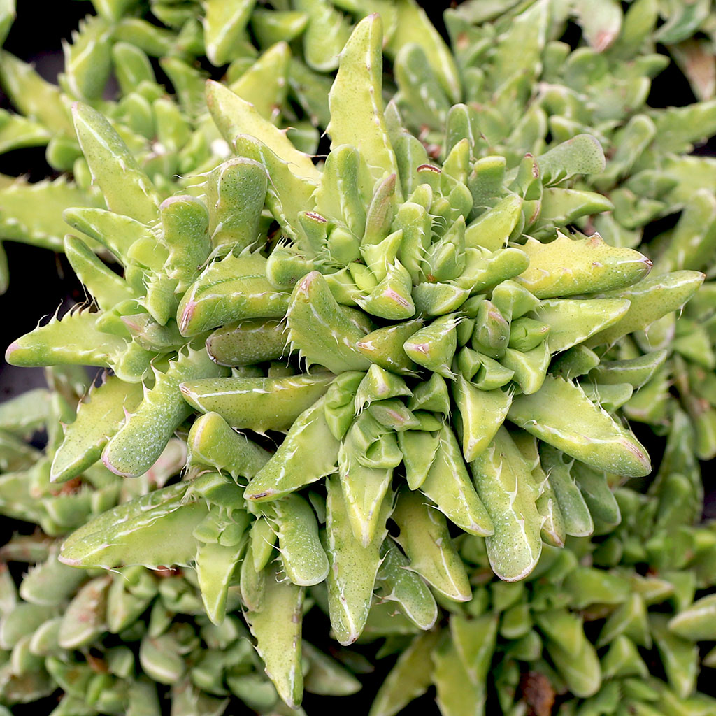 I'd like to know the preferred way to propagate the faucaria Tigrinya.  Thanks