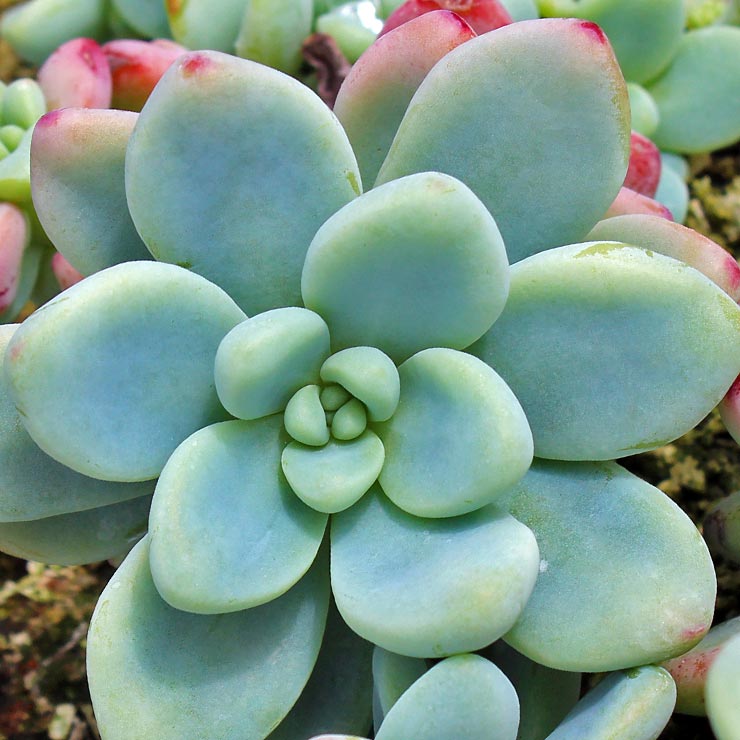 Sedum clavatum Questions & Answers