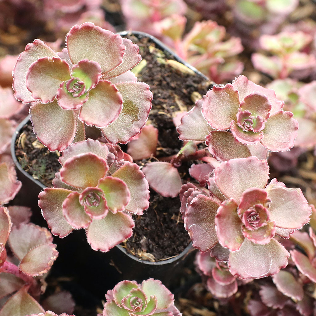 Sedum spurium 'Voodoo' Questions & Answers