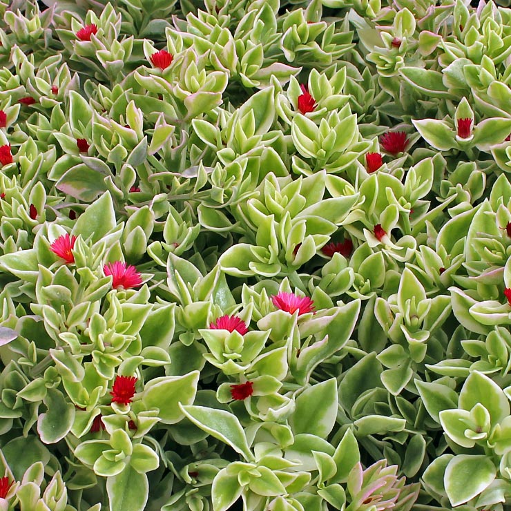 How big is this plant or are you selling the seeds not the plant?