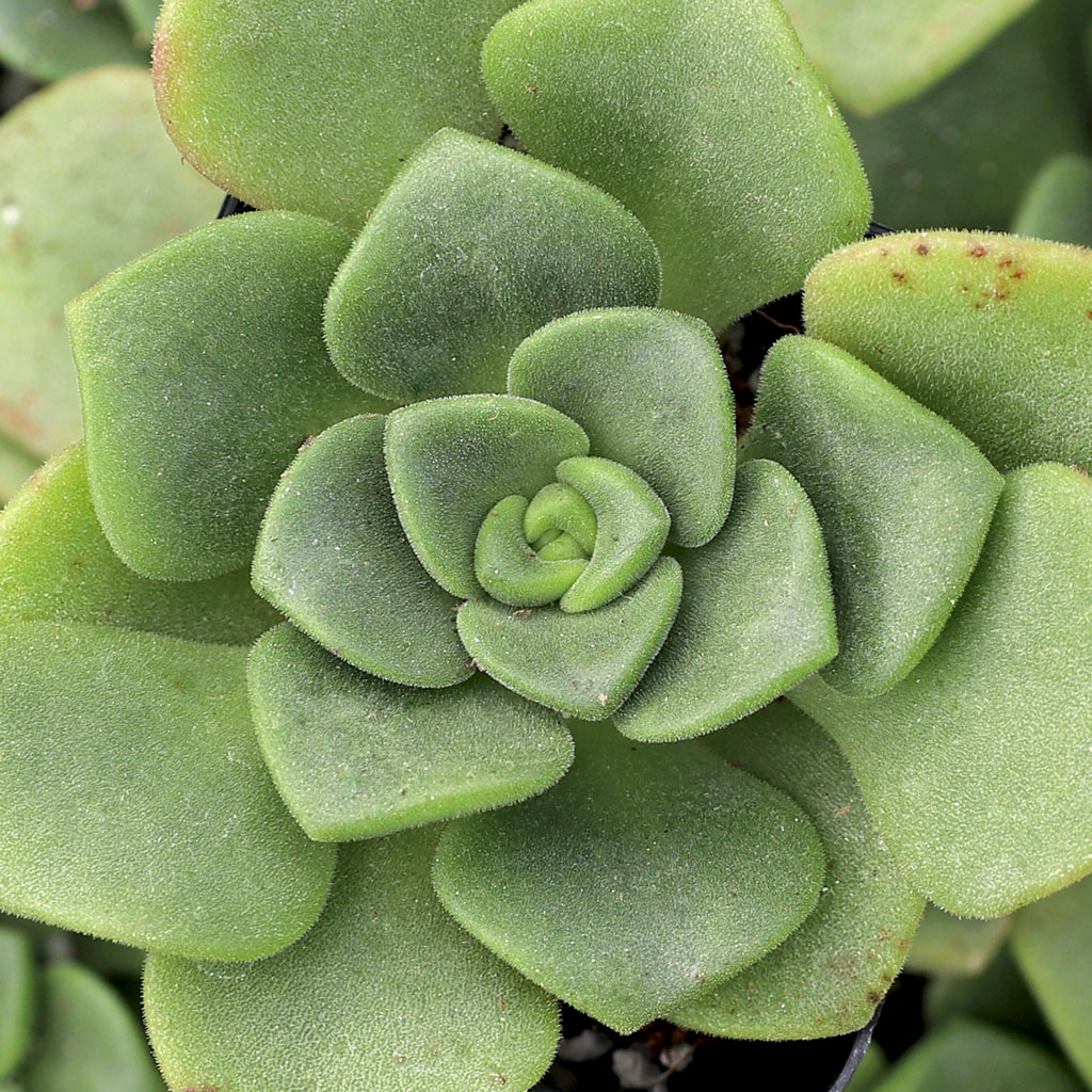 Does the aeonium lily pad propegate well by leaf propegation?