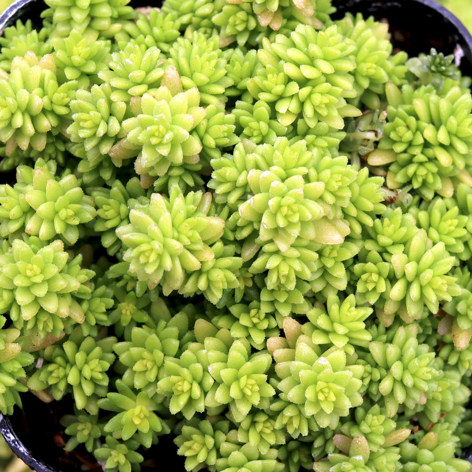 Sedum japonicum 'Tokyo Sun' Questions & Answers