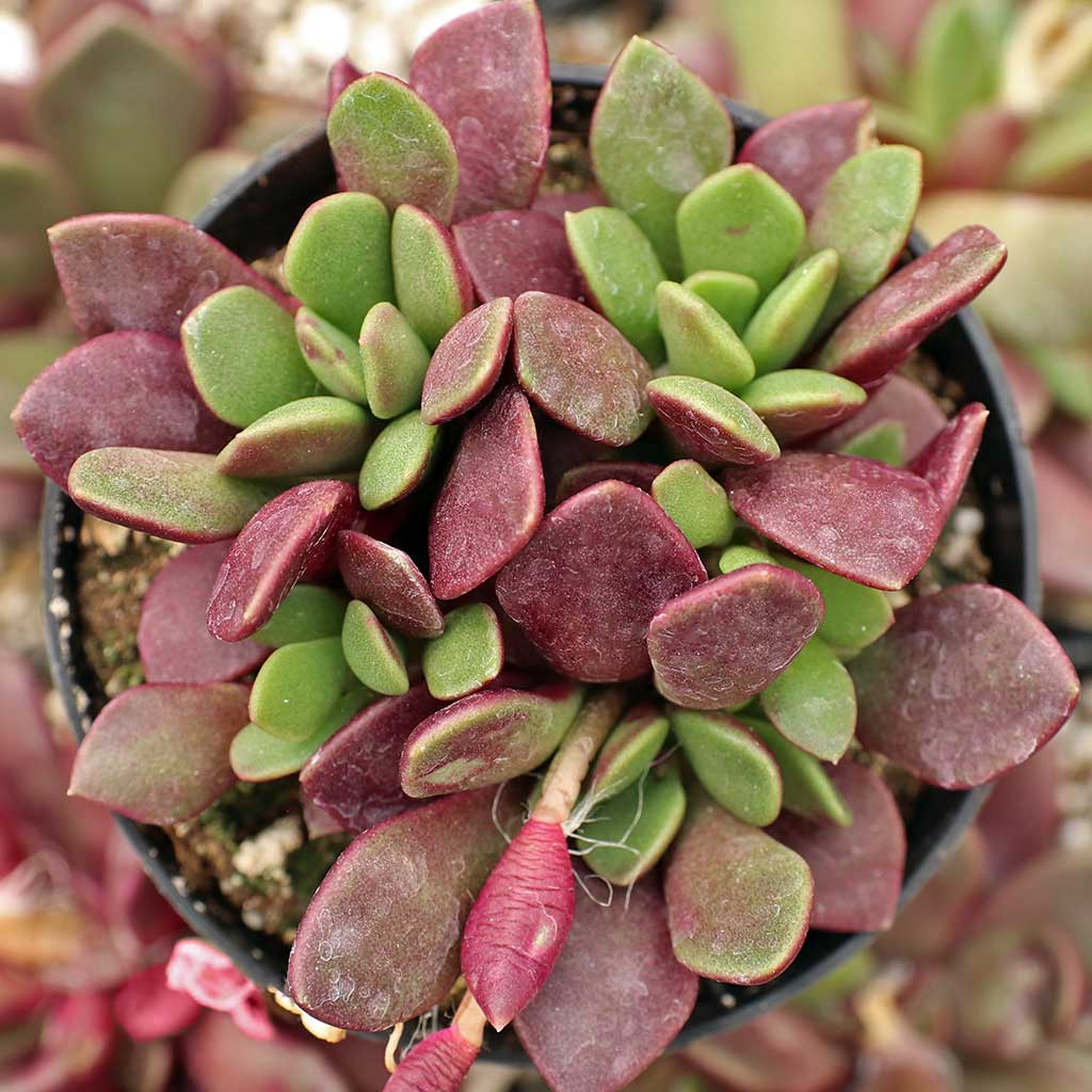 Anacampseros rufescens - Sand Rose Questions & Answers