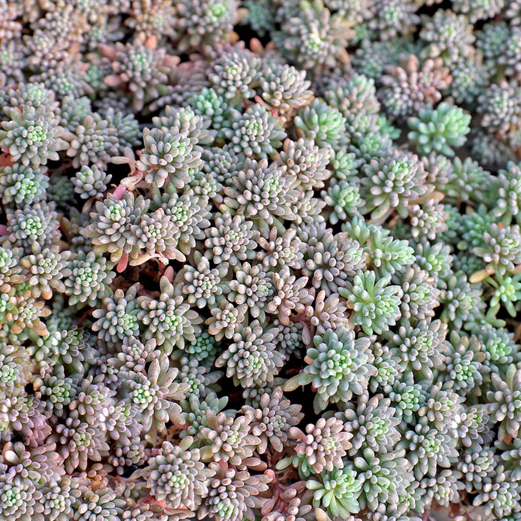 Sedum hispanicum - Blue Carpet [limited] Questions & Answers