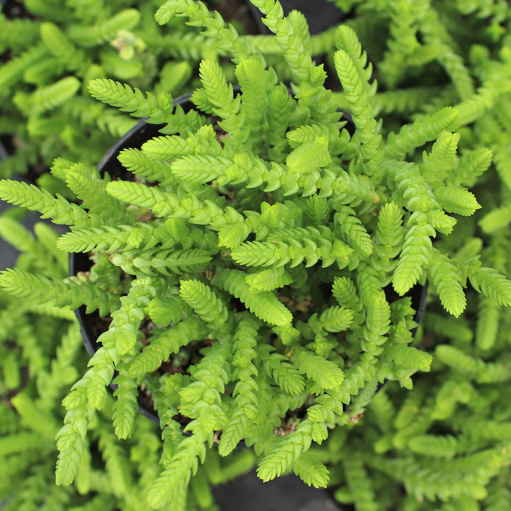 Can I grow these Crassula Watch Chain in a hanging pot outdoors in shade?