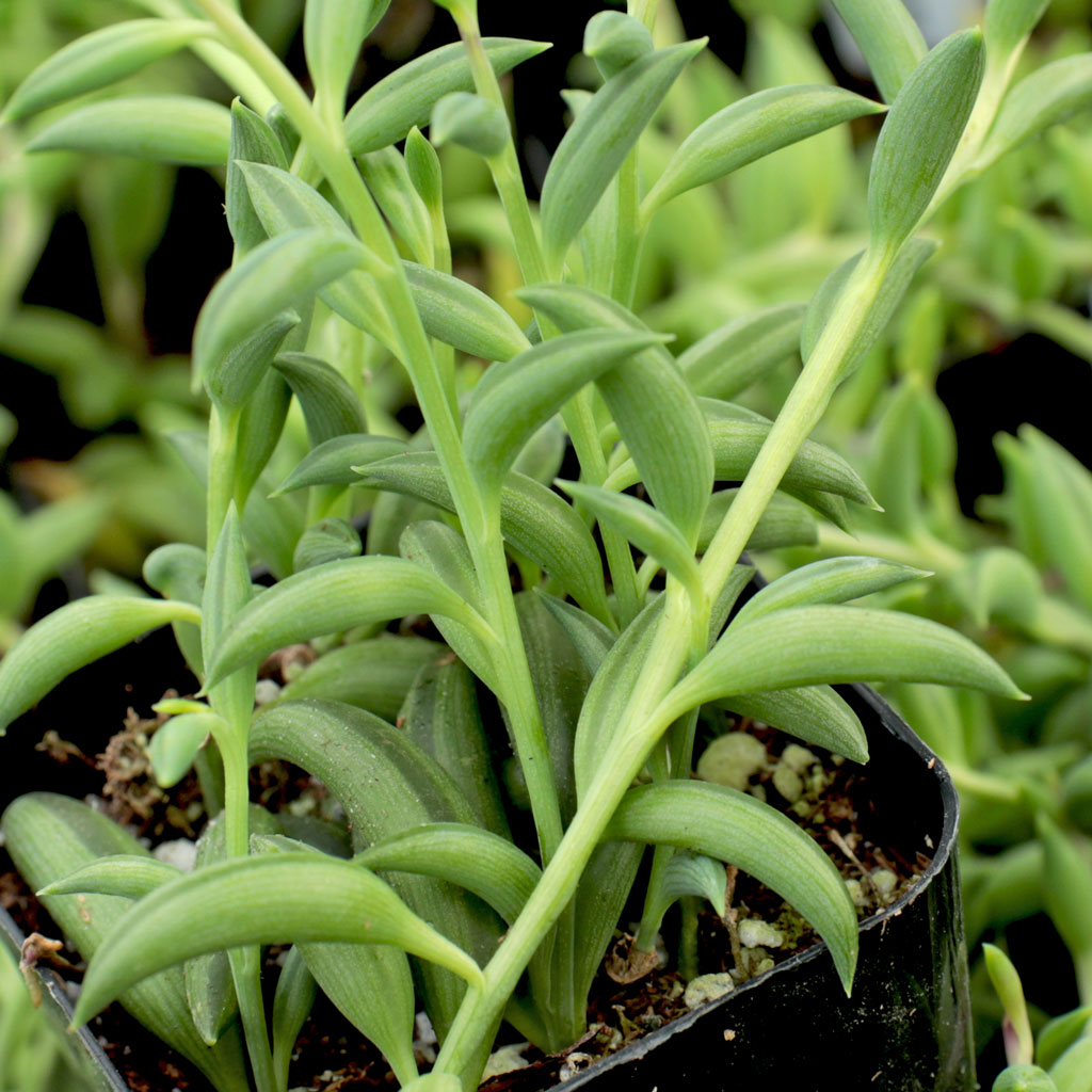 how much of this string of bananas are sent? 2" inch clipping or an entire pot of it?