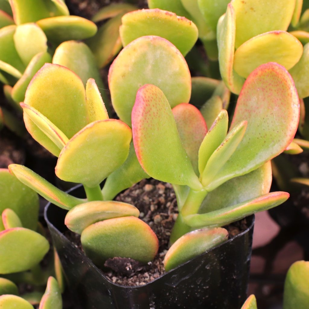 My Hummel's Sunset jade indoors in south facing window. plant lost it yellow/orange color. How do i get it back?