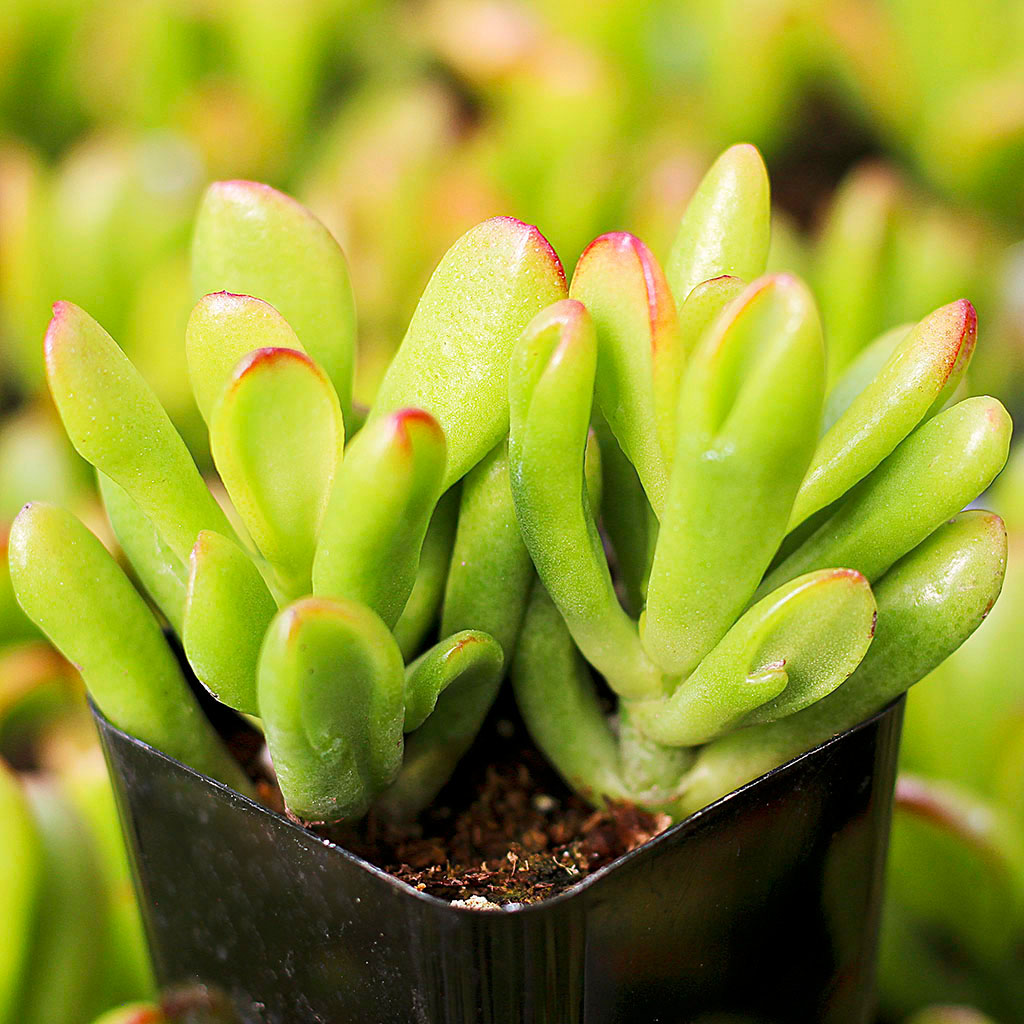 What do sunburnt leaves on a hobbit jade look like? If leaves have minor sunburn can they be saved?