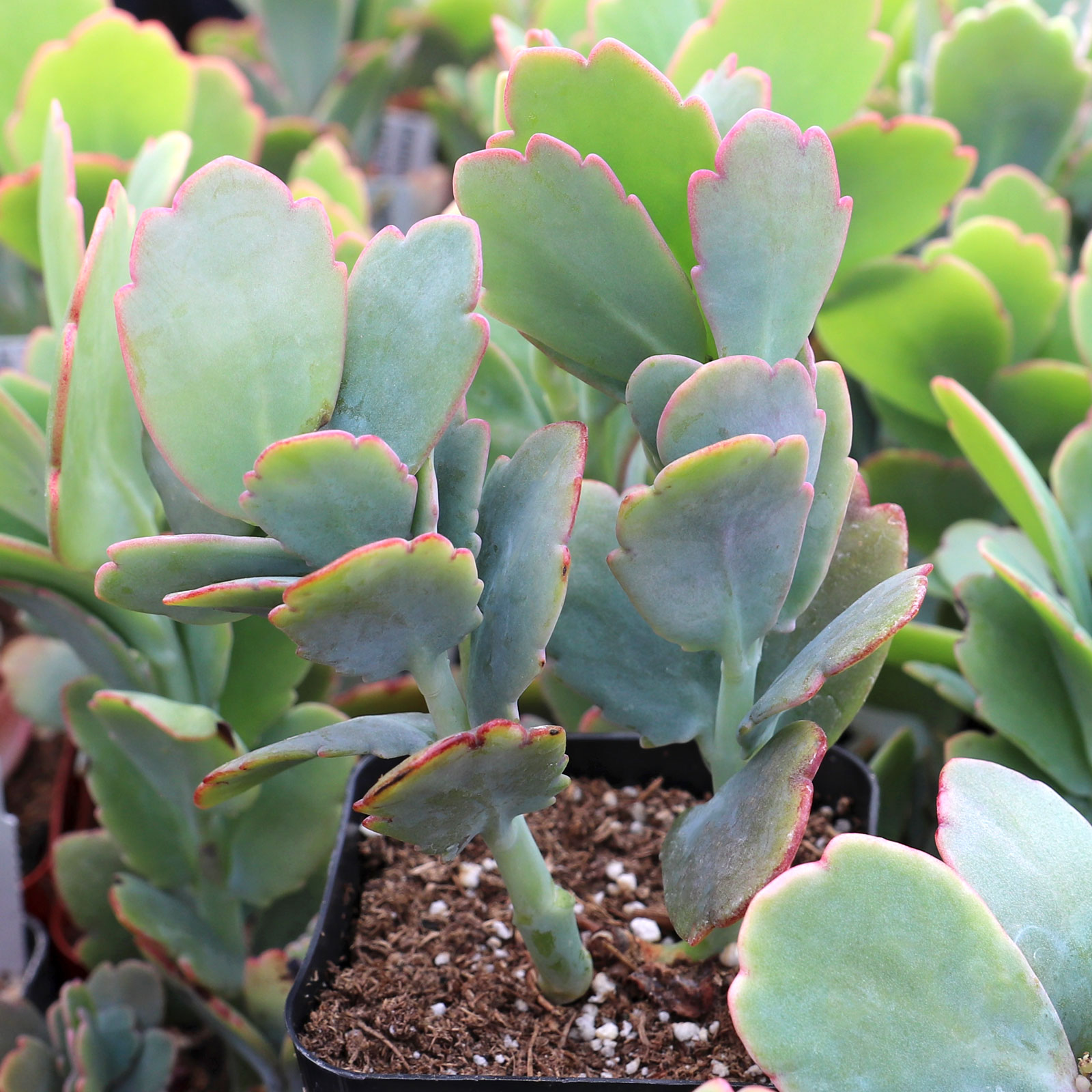 Kalanchoe fedtschenkoi - Lavender Scallops Questions & Answers