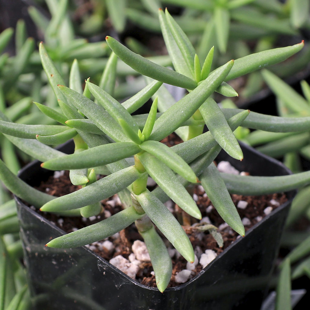 My mini pine succulent is dropping leaves that look plump and green. Is this normal? Can they be replanted as cutti