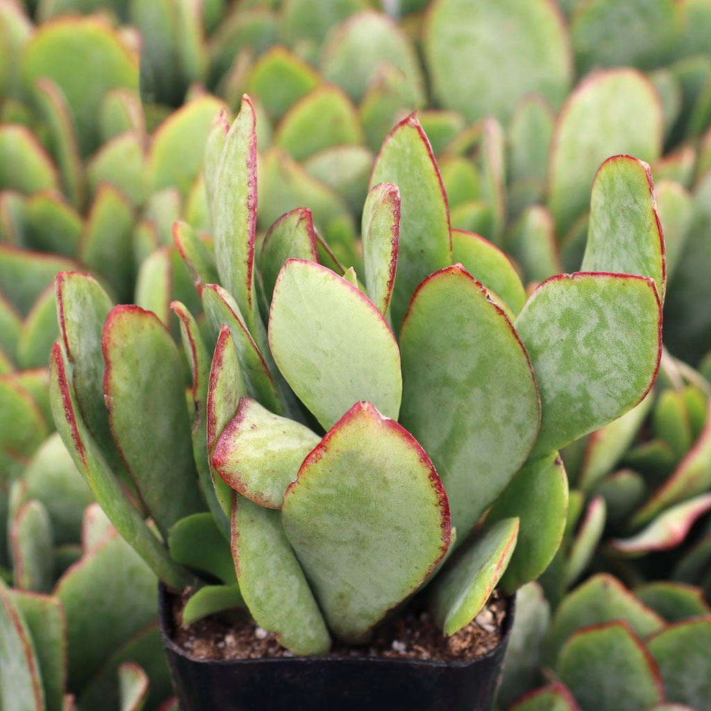 Crassula arborescens 'Blue Hale' Jade Questions & Answers