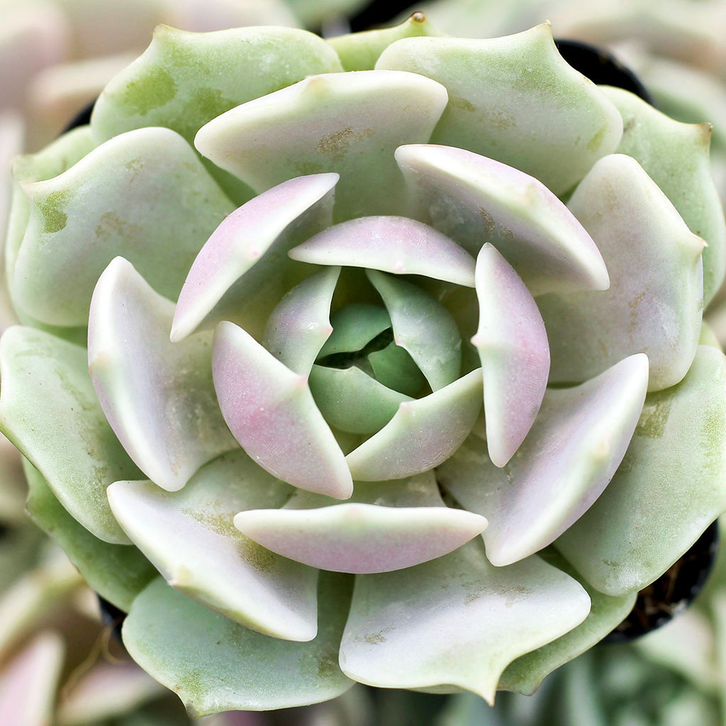 is it true that once the succulents bloom they are reaching the end of their life cycle?