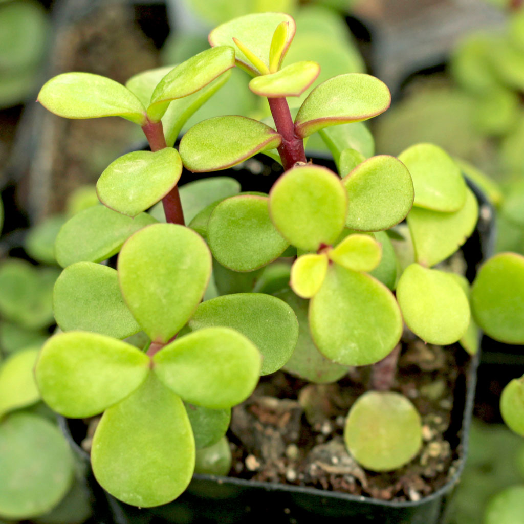 How can I best propagate Portulacaria afta "Decumbent" cuttings?