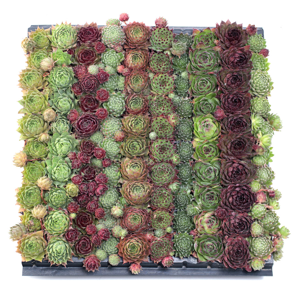 Sempervivum (Hens & Chicks) 100 Mini Plug Tray - 10 Varieties Questions & Answers