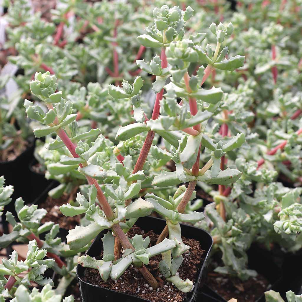 Oscularia deltoides - Pink Vygie Questions & Answers