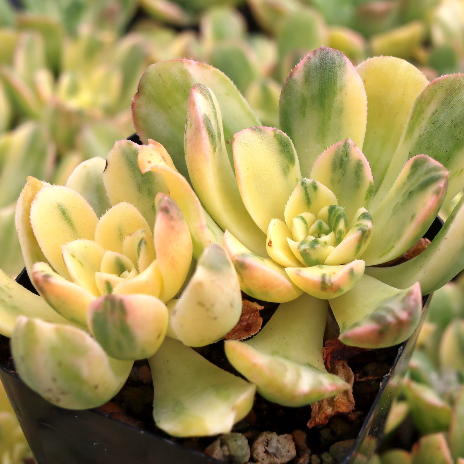 Your description of aeonium sunburst says tall and small ,what does that mean?