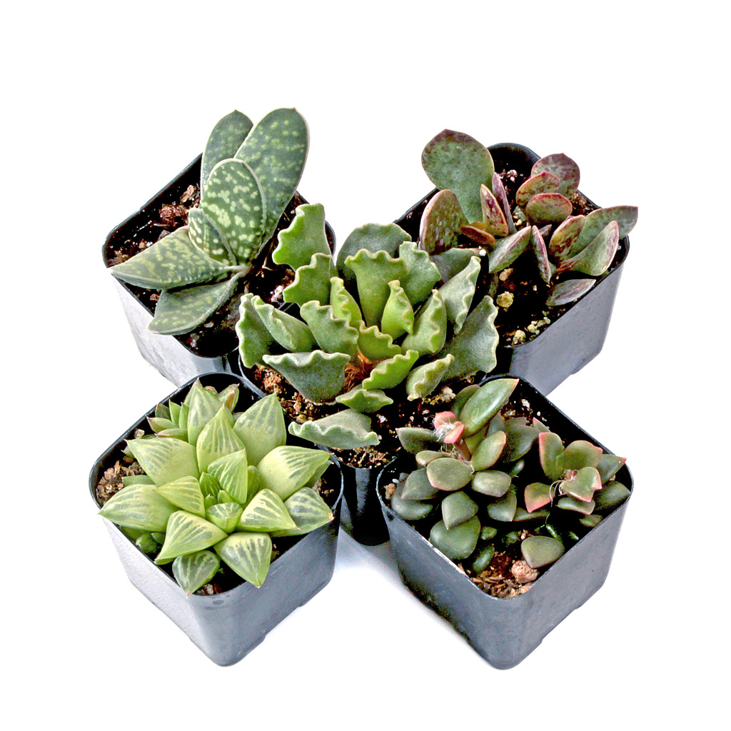 Terrarium Succulent Set of 5 Questions & Answers