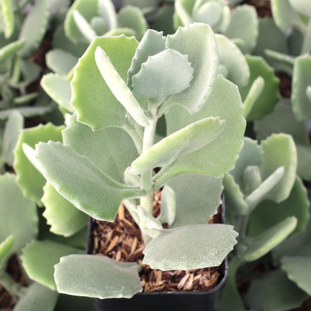 why would kalanchoe plants not grow much or bloom?