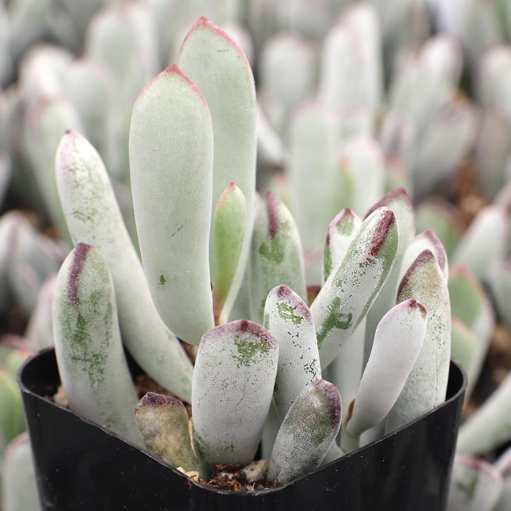 What part of the world is Cotyledon orbiculata native to?