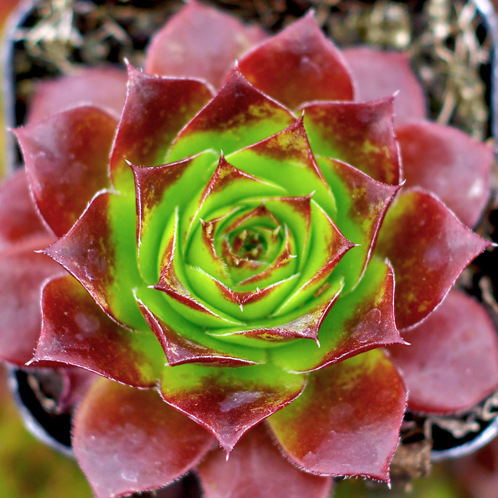 I am in z-6 what succulent would do well as a ground cover under roses?