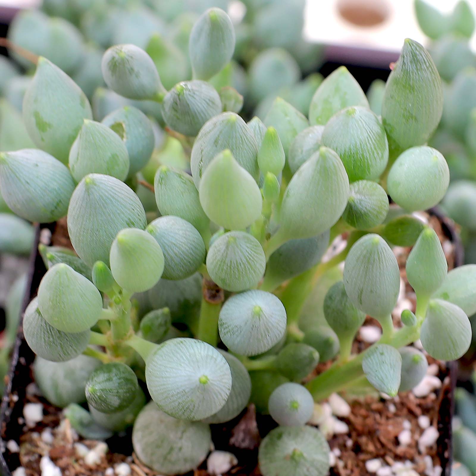 Senecio citriformis - String of Lemons Questions & Answers