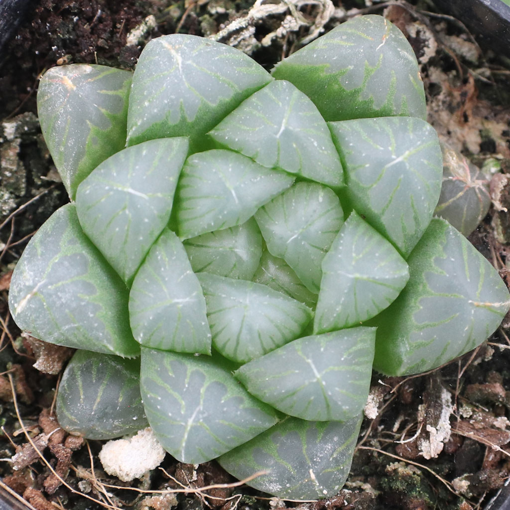 Is hawarhia truncata the same as hawarthia obtusa