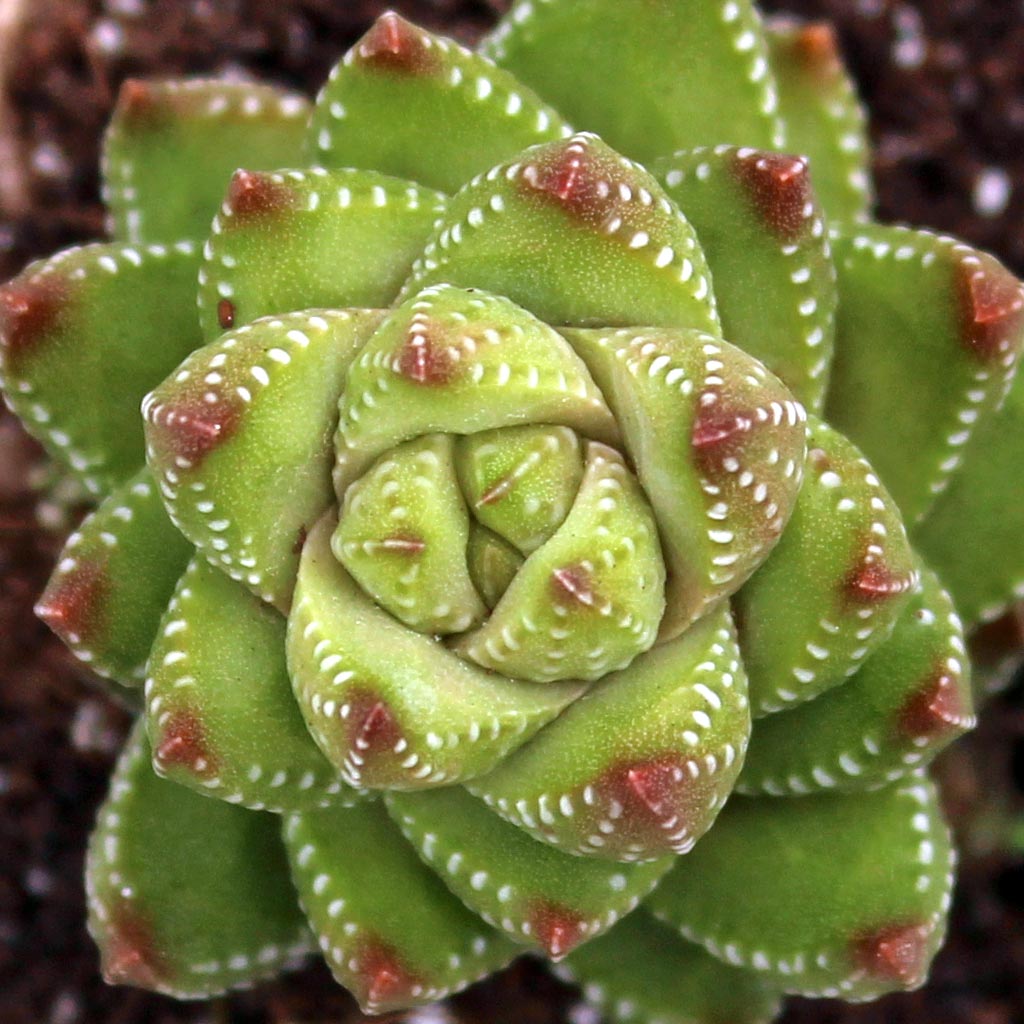 Haworthia coarctata var. chalwinii Questions & Answers