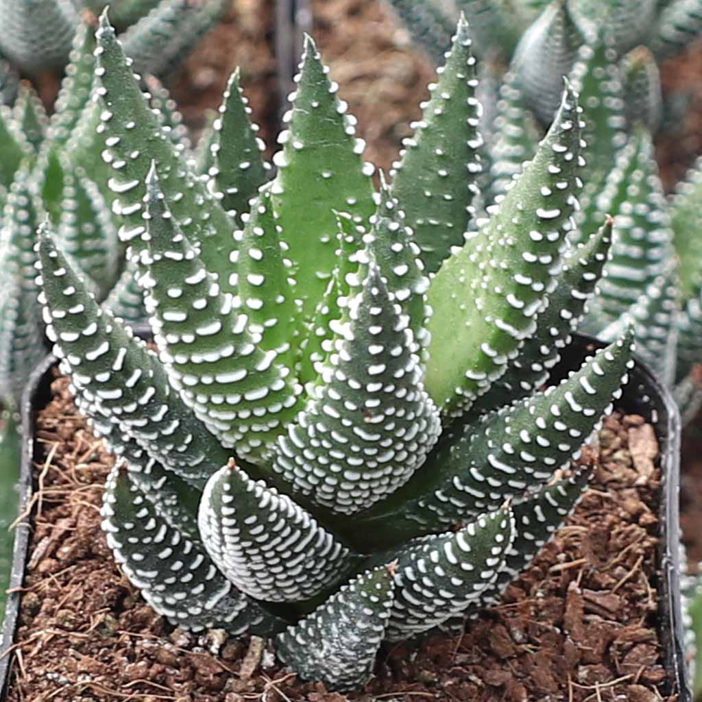 Haworthia coarctata f. conspicua Questions & Answers