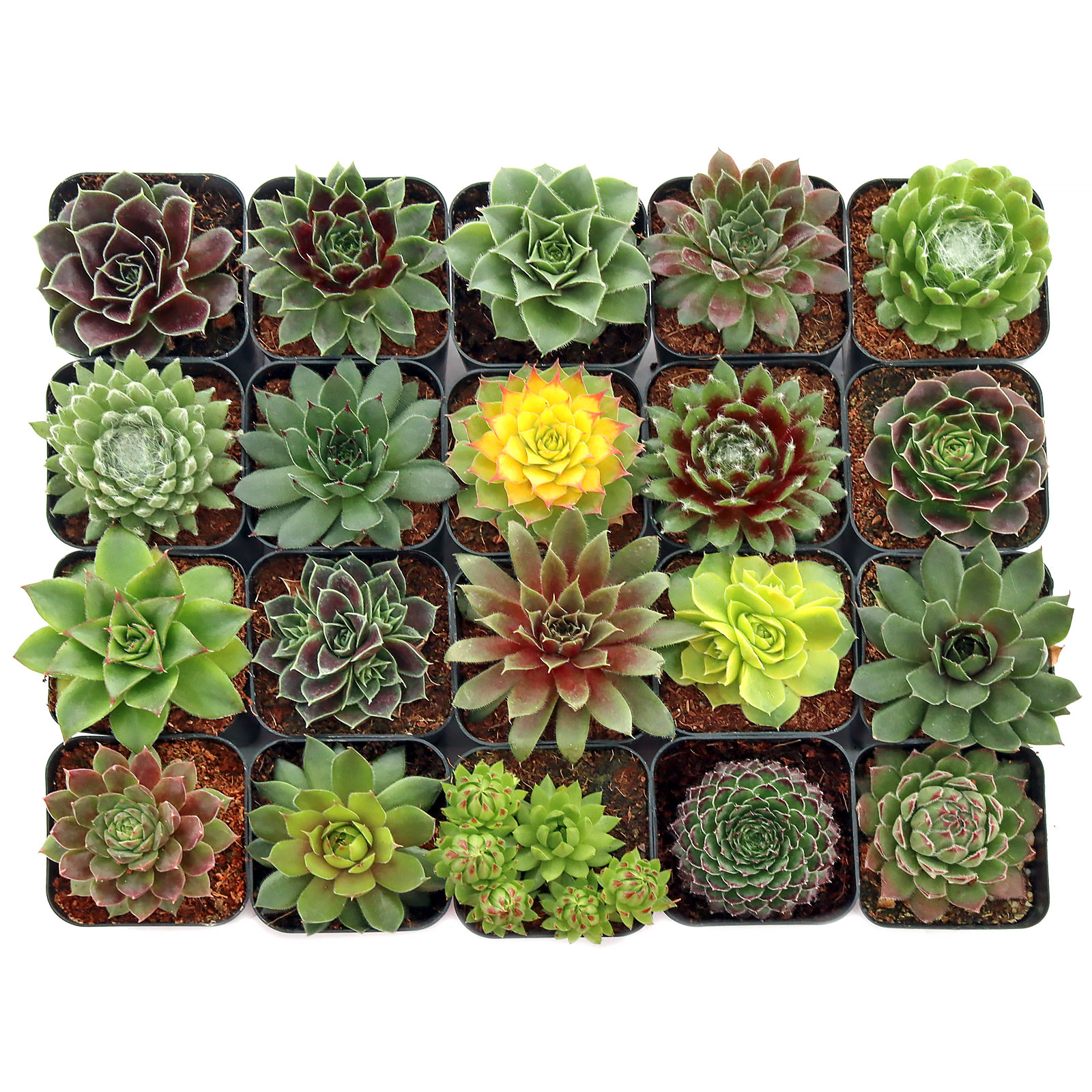 If I order the Sempervivum Variety Pack (6-20 Plants, 2" Pots) will they be individually labeled?