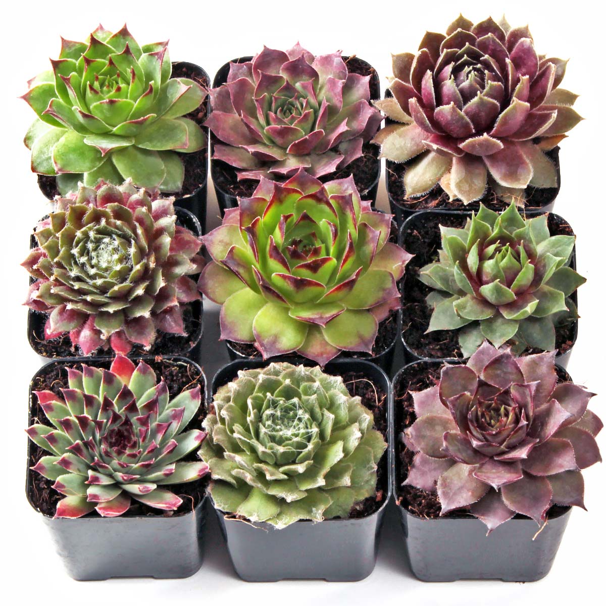 Sempervivum Set of 9 Types - 2in Pots Questions & Answers