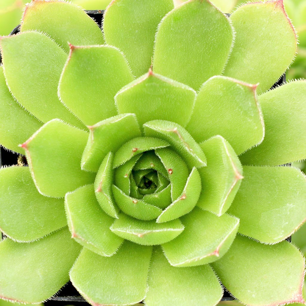 Sempervivum heuffelii 'Henri Correvon' Questions & Answers