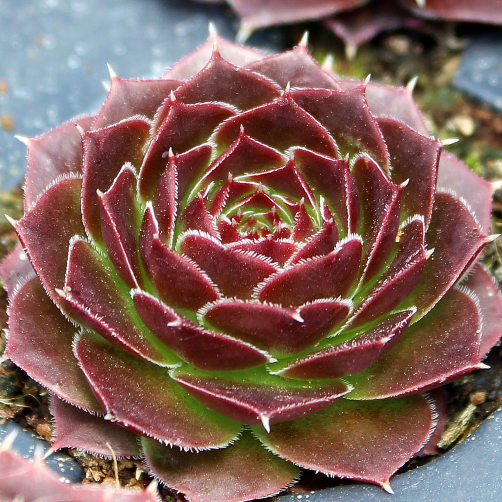 Sempervivum heuffelii 'Milady' Questions & Answers