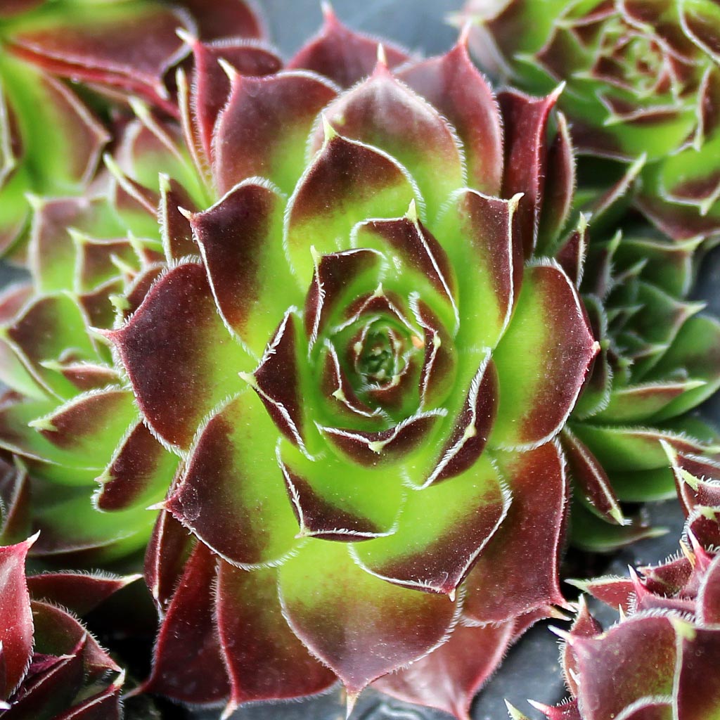 Sempervivum heuffelii 'Blaze' Questions & Answers