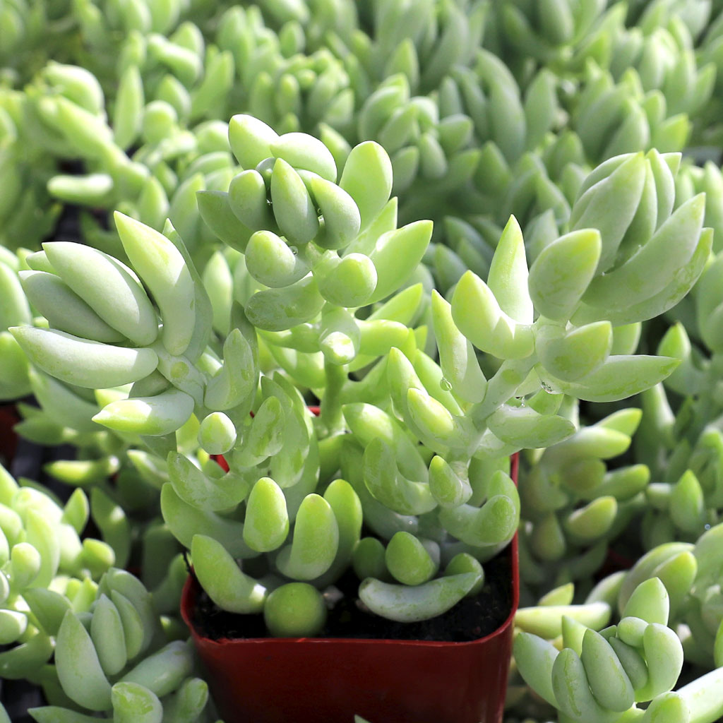 Will the Burro's tail do well in Bonsai Jack Gritty mix and will two of them fit in 6" hanging plastic pot?