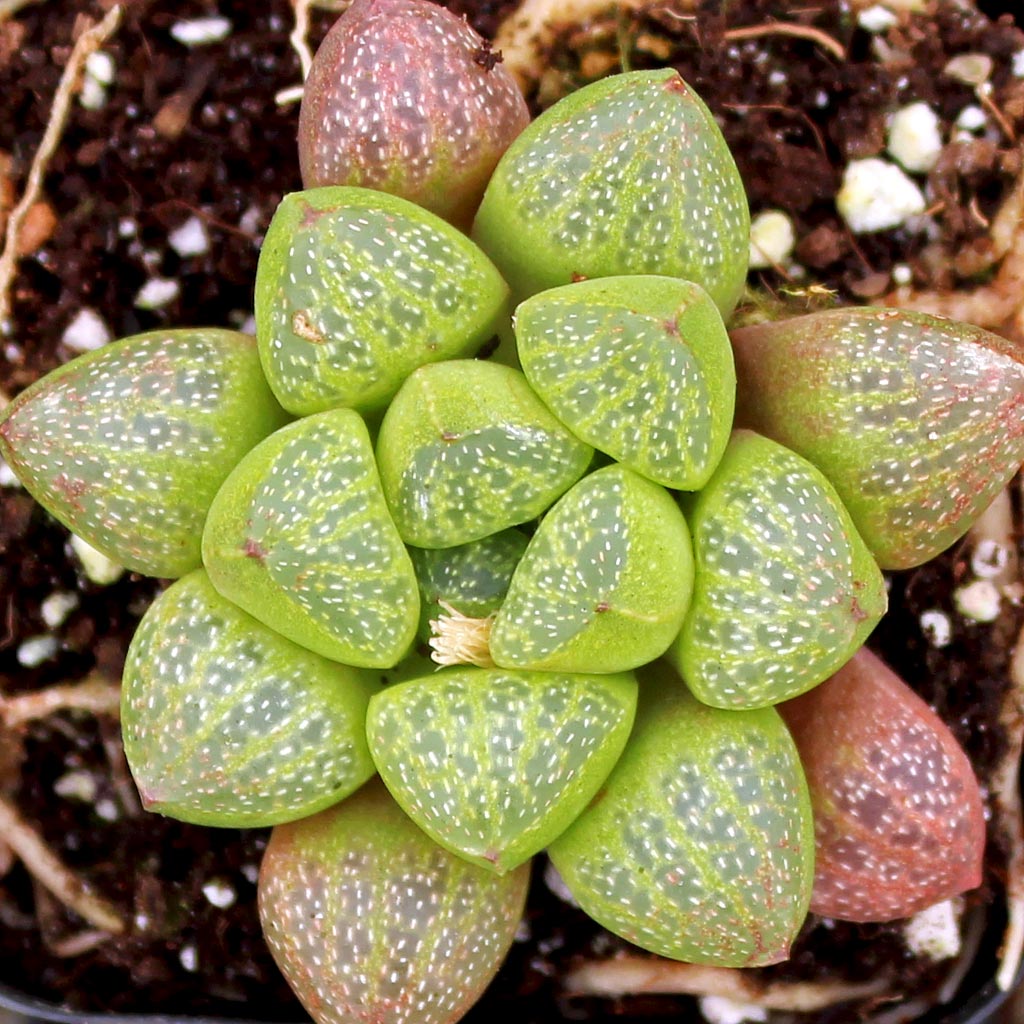 Haworthia turgida var. suberecta Questions & Answers