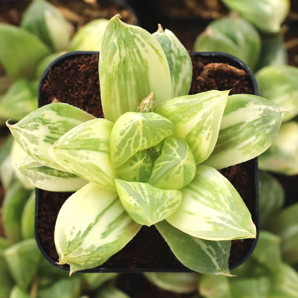 Haworthia cuspidata f. variegata Questions & Answers