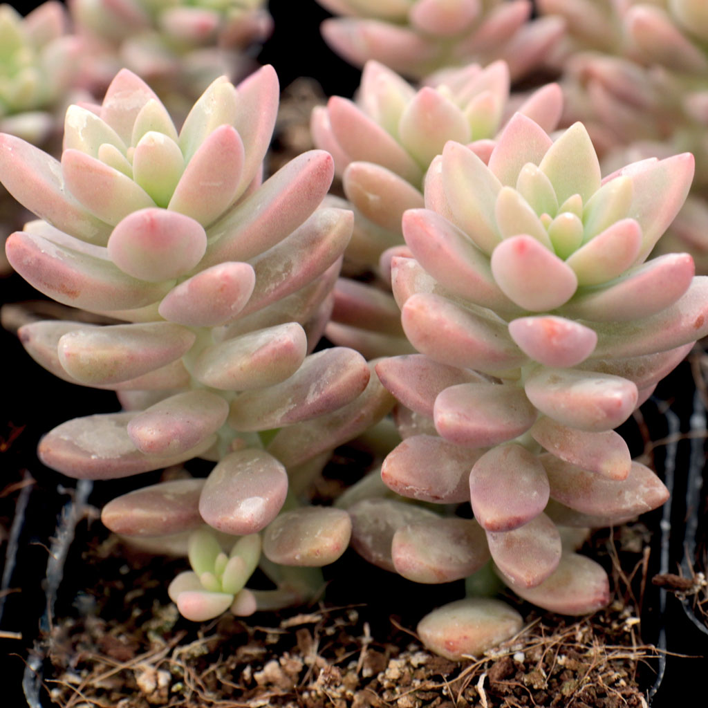 Sedeveria 'Pink Granite' Questions & Answers