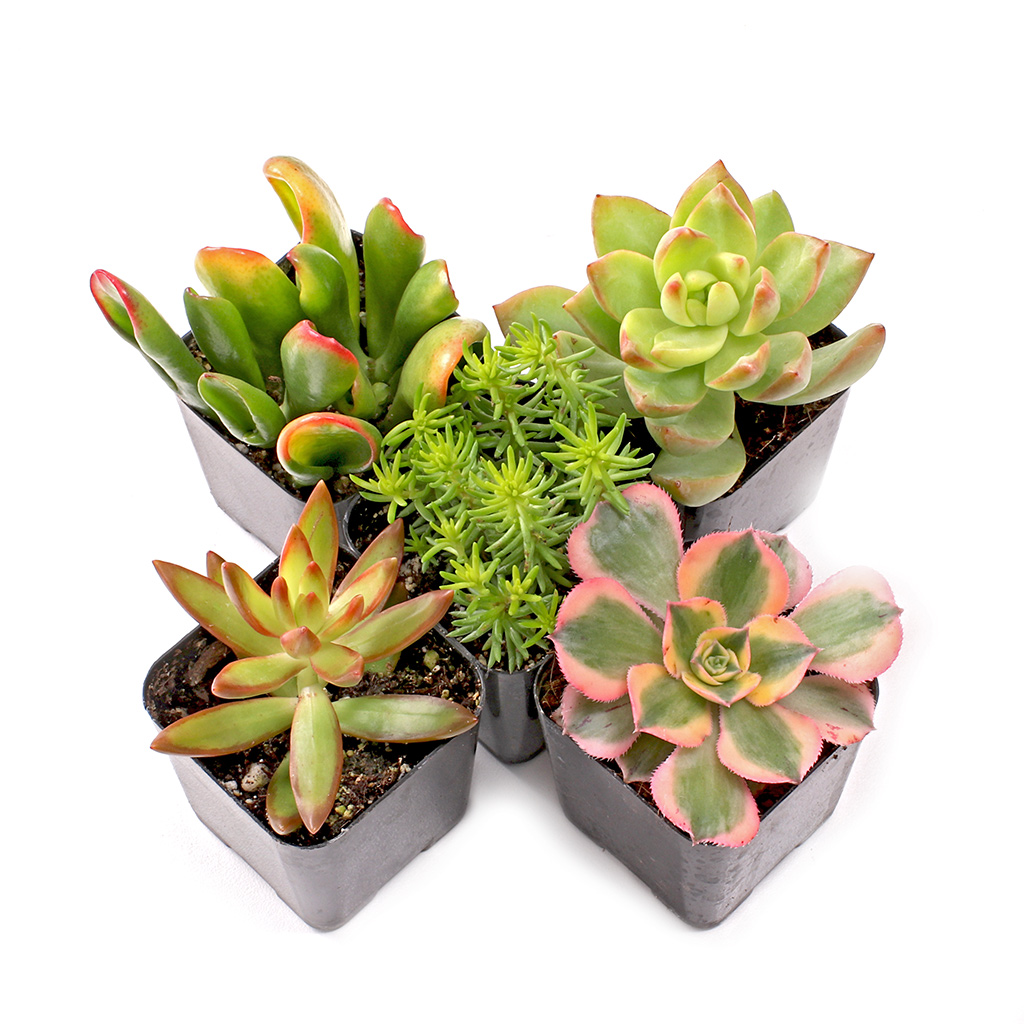 When ordering a set of four succulents,  are they the same genus as in the pictures or do you mix and match them?