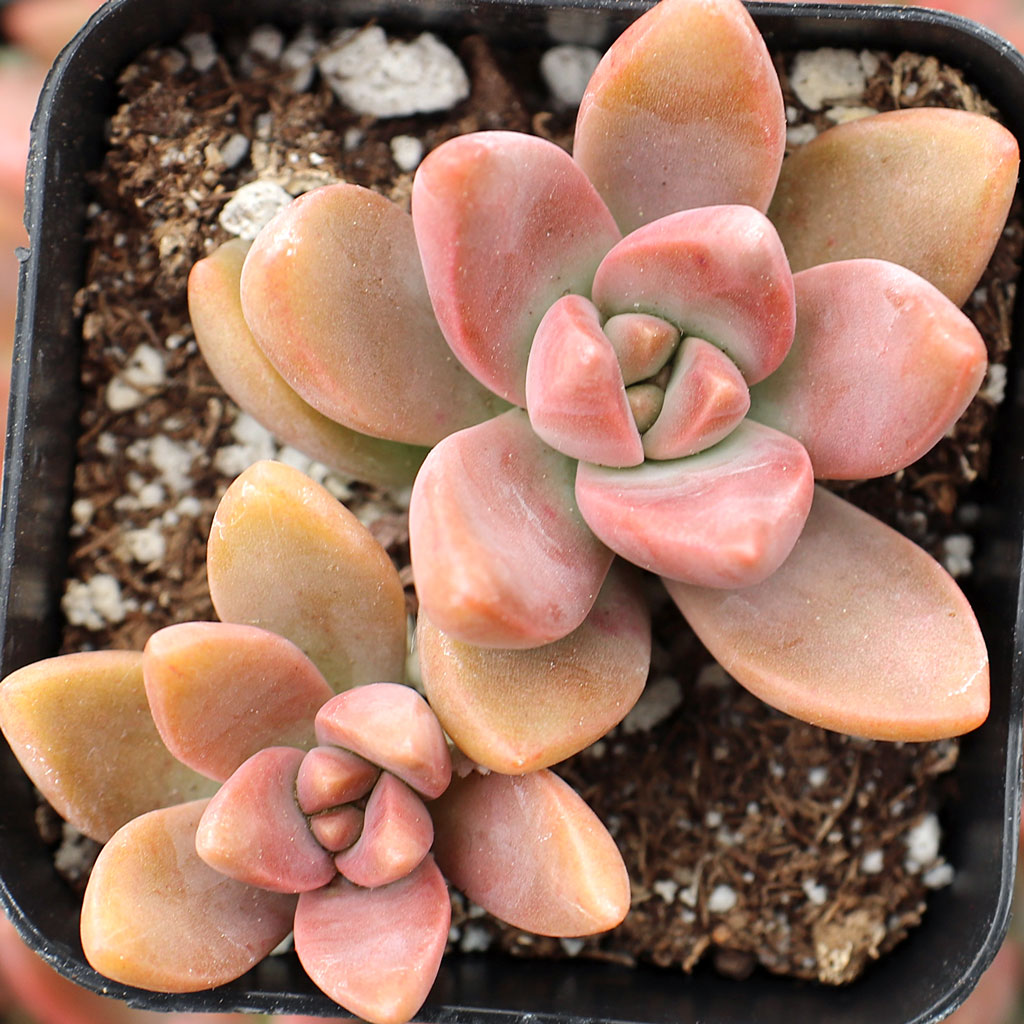 Graptosedum 'California Sunset' Questions & Answers