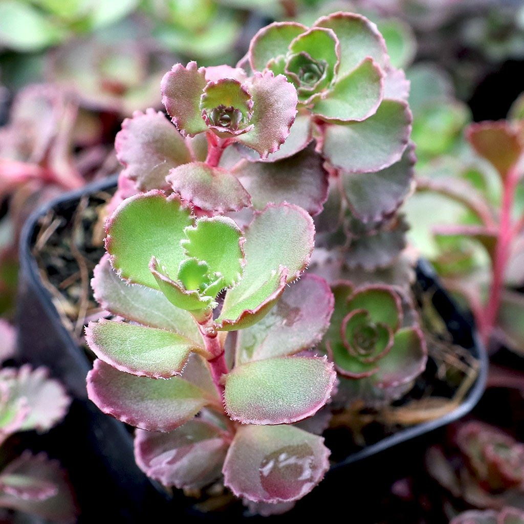 What's the difference between Voodoo and Dragon's Blood sedum?